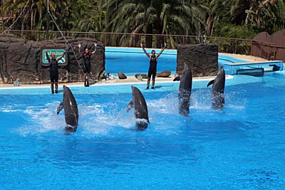 Delfinarium im Palmitos Park - Gran Canaria